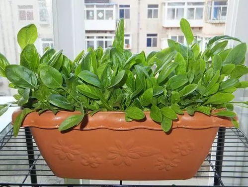 浇水秘籍，你学会了吗？