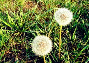 车前子市场行情如何？