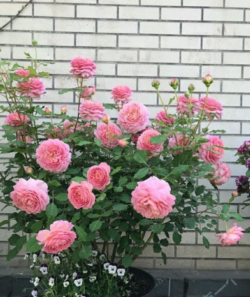 冬季月季养护，肥料大揭秘！