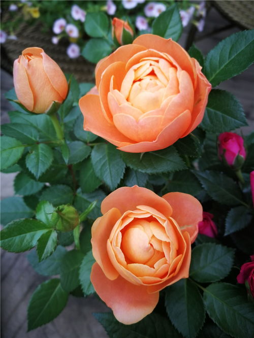 遮阳网，防晒神器