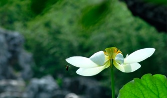 荷花的性格， 丰富多彩