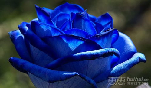想买蓝色妖姬？11朵价格看这里