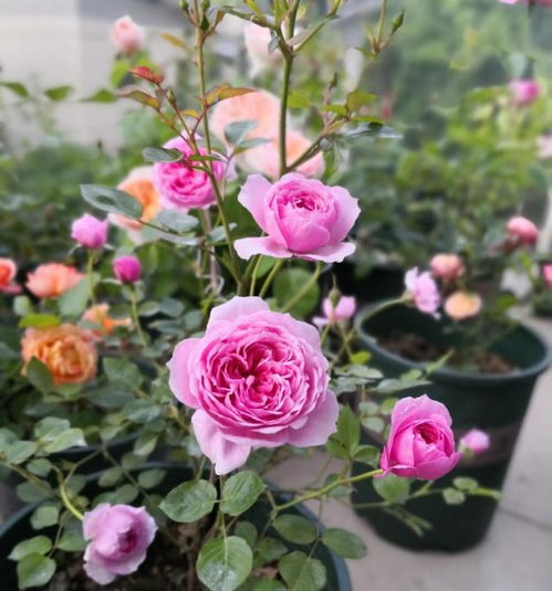 铃之妖精：不怕晒的阳光小精灵