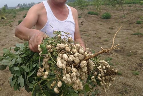 花生与大豆一起种植合适吗？