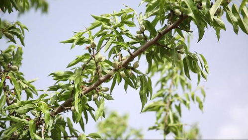 血泪教训：种党参要选对土地