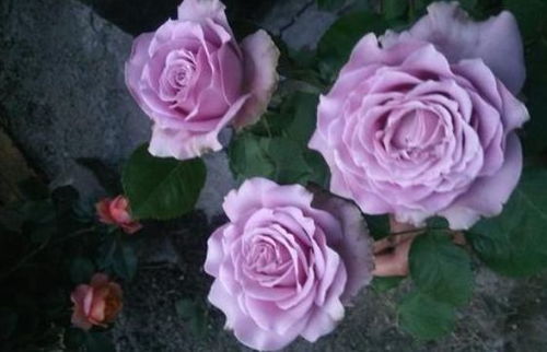 月季花的花瓣颜色为什么会这么淡雅？