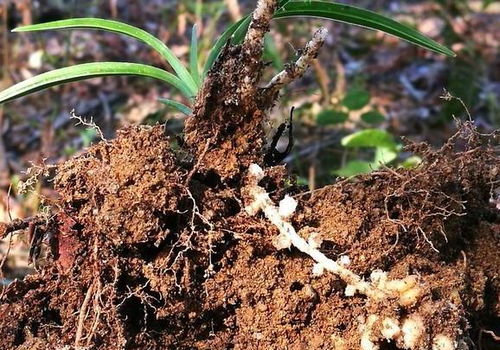 绿植迷作者付青莲的养护心得