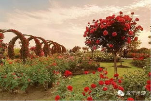 栽种玫瑰花需要了解的常识