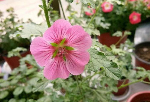 木槿花养护小技巧， 开花多又快