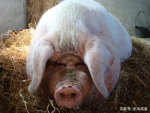 猪人工授精，细节决定成败