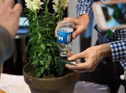 酱油浇花：揭秘酱油对植物生长的神奇影响！