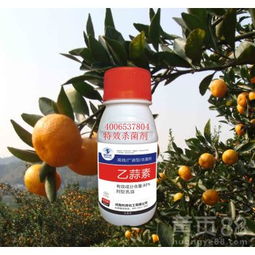 广西砂糖橘种植户的血泪教训