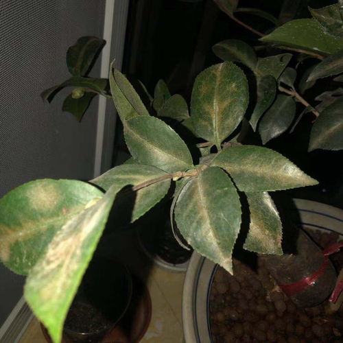 茶花叶子下垂？如何恢复生机