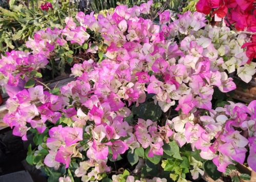 “春季开花植物品种大全中，有哪些适合春天种植的花卉