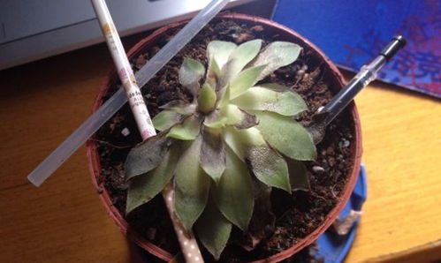 多肉植物烂掉了怎么办？如何挽救