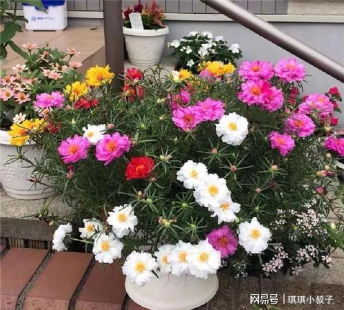 春天开的花有哪些品种？如何轻松养出爆盆花卉