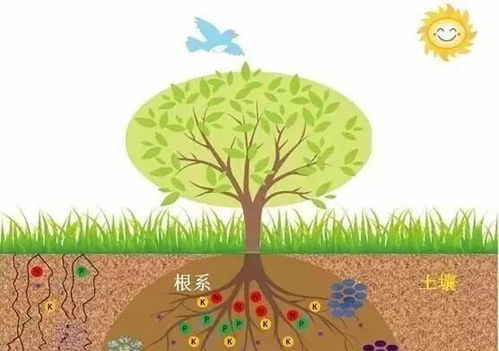 土壤改良的植物小秘密