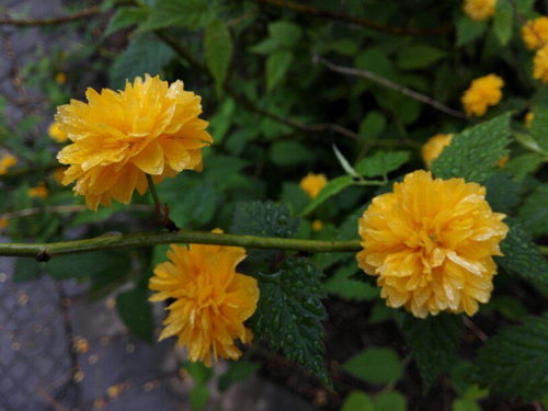 这种花品种好养吗？