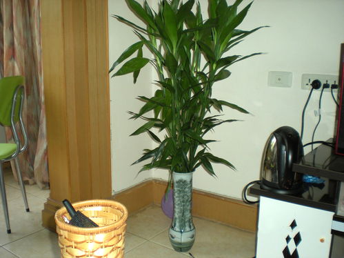 鸿运当头：喜庆又吉祥