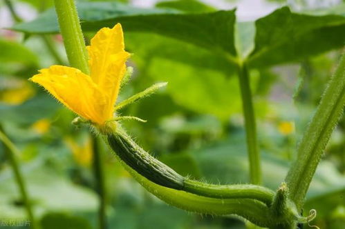 1、 早春黄瓜 2、早春西葫芦 3、早春瓠瓜 4、早春丝瓜 5、早春苦瓜 6、早春南瓜 7、早春冬瓜 8、早春甜瓜 9、早春西瓜 10、中晚熟番茄 11、春芹菜 12、春青花菜 13、春花菜 14、春甘蓝 15、紫甘蓝 16、结球生菜 17、小白菜 18、春菠菜 19、春莴笋 20、晚土豆 21、荠 菜 22、芫 荽 23、茴 香