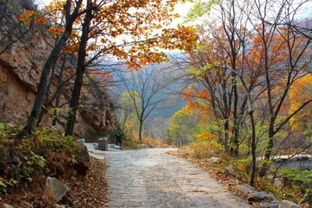 秋意浓，红叶漫舞何处寻？