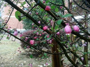 木瓜海棠：耐阴耐寒， 花朵惊艳