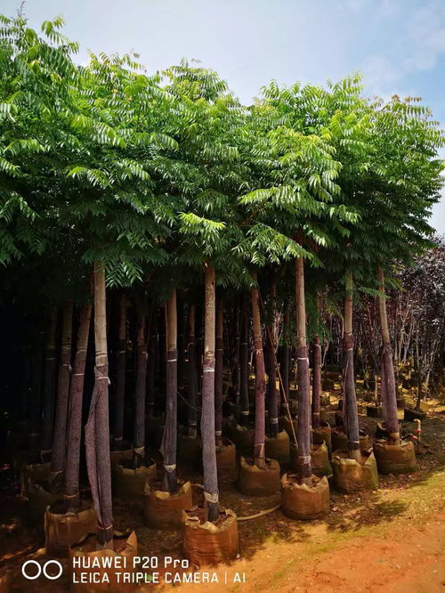 广西田东茶油树苗价格一览，优质苗木购买指南！
