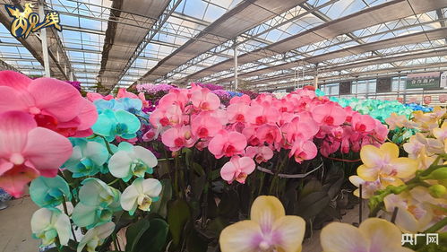 湖南花卉市场：花卉的海洋， 新手的花开之地