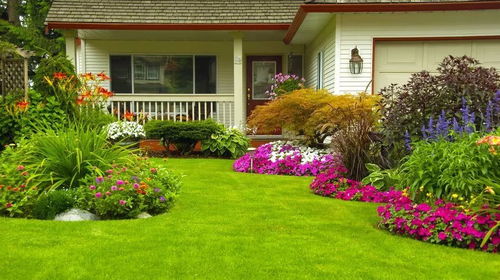 庭院里的美丽宝藏：十大名贵苗木推荐