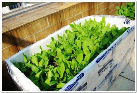 大白菜， 冬天里的美食，泡沫箱也Neng种