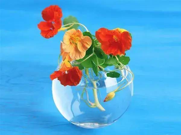 彩虹玫瑰：大自然的调色盘