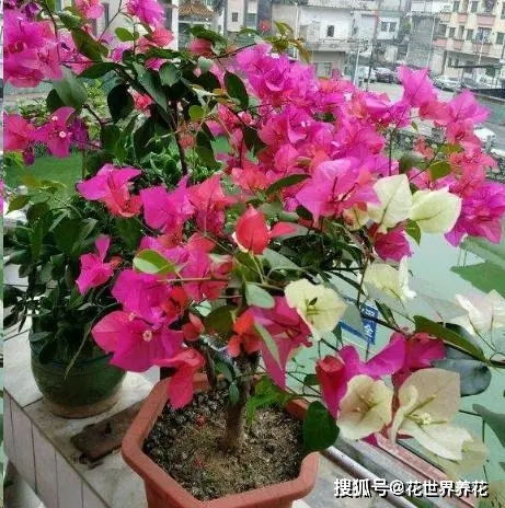 未开花玫瑰如何催花？是缺水还是养分不足