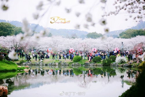 樱花飘落，你是我心中永恒的风景
