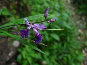 ▌ 形态特征解码