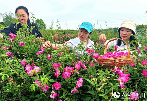 种玫瑰花的小秘密