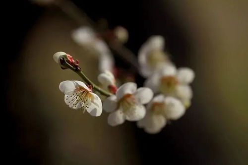 梅花的香自苦寒来