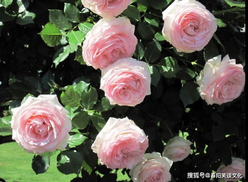 美丽的外表， 让人一见倾心