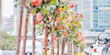 江北树状月季， 春日盛开