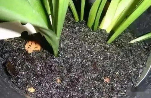 天鹅戒植物冬天怎么养？如何安全过冬