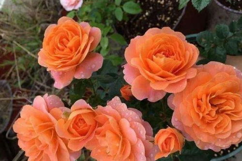 土壤，那点事儿