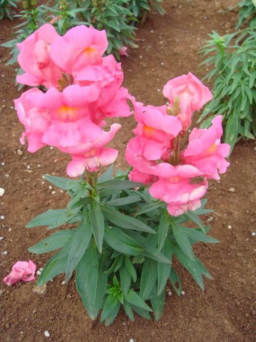 金鱼草的亲朋好友：类似花卉大揭秘