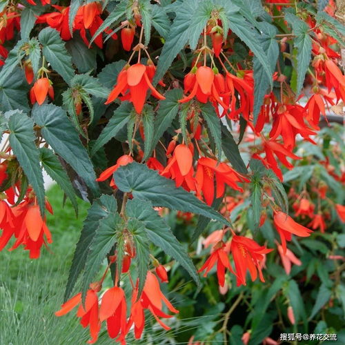 梗多适合播种的草本花