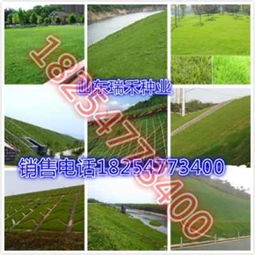 花生种植与耐阴草