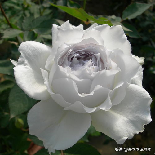 请问有哪些经典好看的切花月季品种