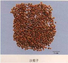 药材集市上的神秘叶子