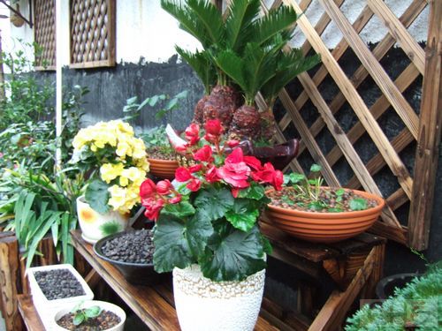 家庭园艺的五彩世界