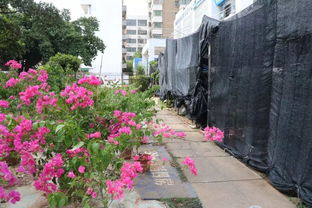 海口花卉种植推荐