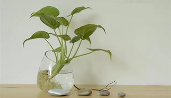 水培植物在不同季节变化时有哪些需要注意的问题和调整措施