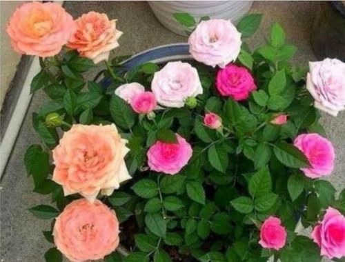 牡丹月季的优缺点