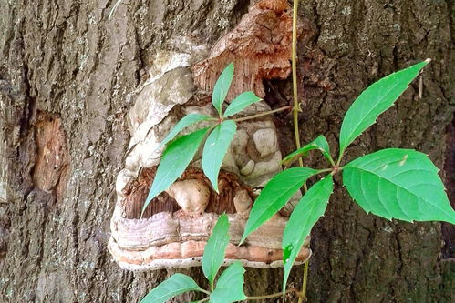 李先生黑斑病， Zui佳治疗措施